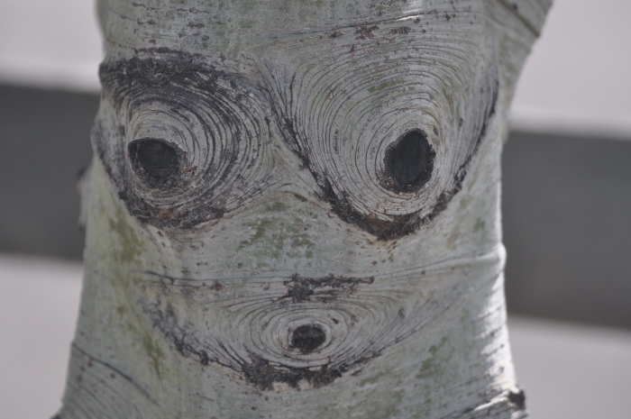 birch markings make a happy face